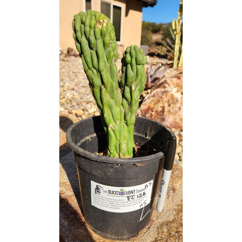 #EC126 EXACT Trichocereus Pachanoi Monstrose TPM Crest Cactus 11.5