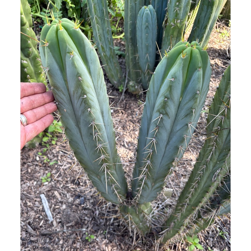 #EC133 EXACT Trichocereus Bridgesoid "Boulder" Cactus 8-9"