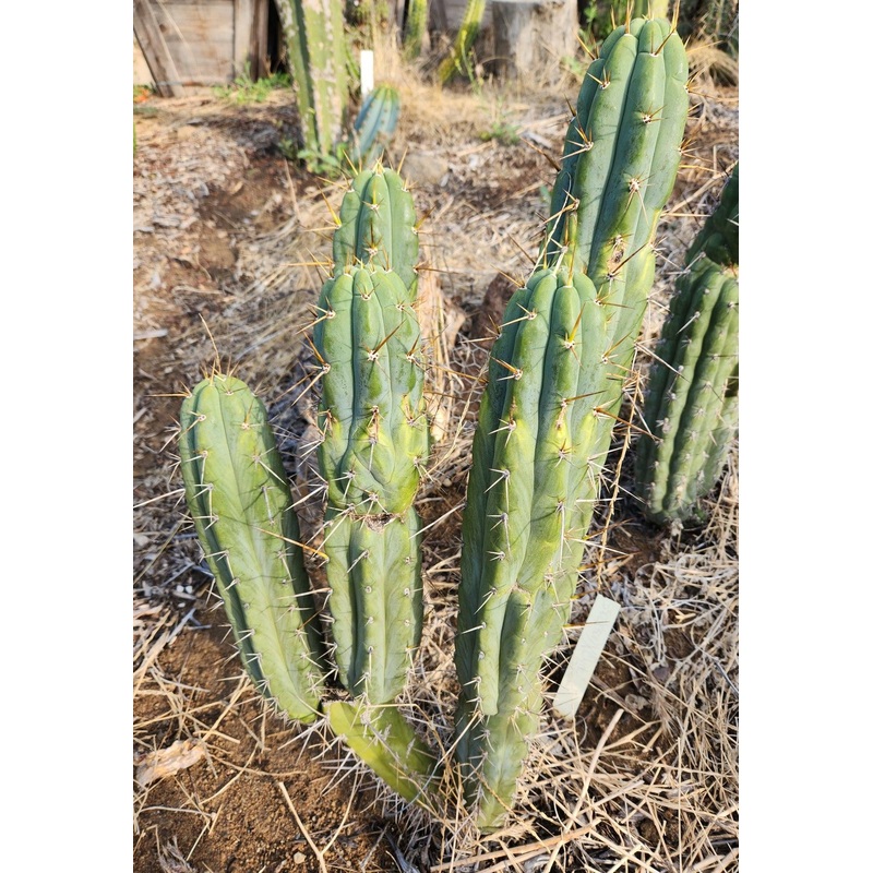 #EC232 EXACT Trichocereus Hybrid SS0201 X Peruvianus Clyde Cactus Cutting 8-10