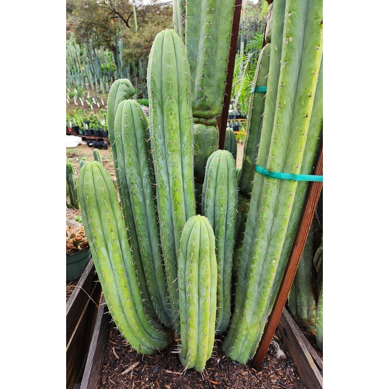 #EC240 EXACT Trichocereus Pachanoi  Nuestra Bonita Cactus Cutting 8-15"