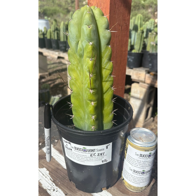 #EC241 EXACT Trichocereus Hybrid SS0201 X Pachanoi Olivia Cactus 11