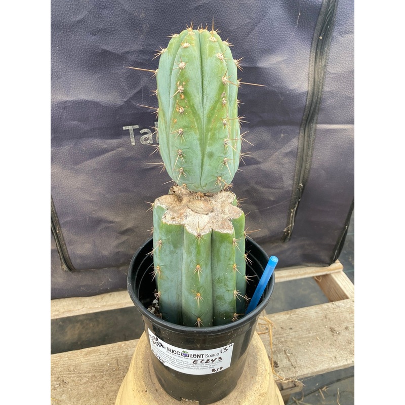 #EC243 EXACT Trichocereus Peruvianus TSSBP #537 Ornamental Cactus 13
