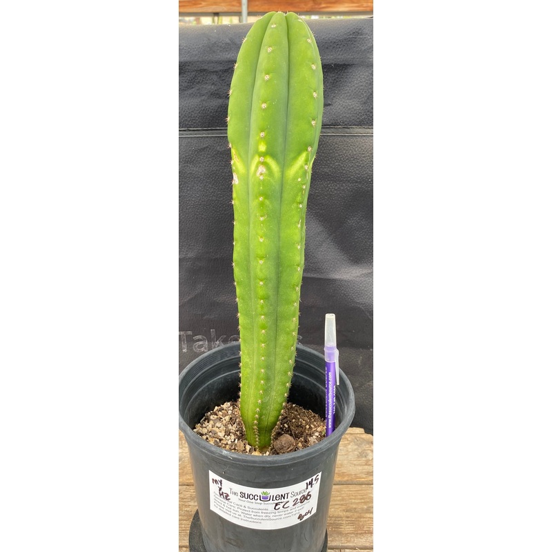 #EC286 EXACT Trichocereus Hybrid Malo4 X HZ Cactus 14.5"