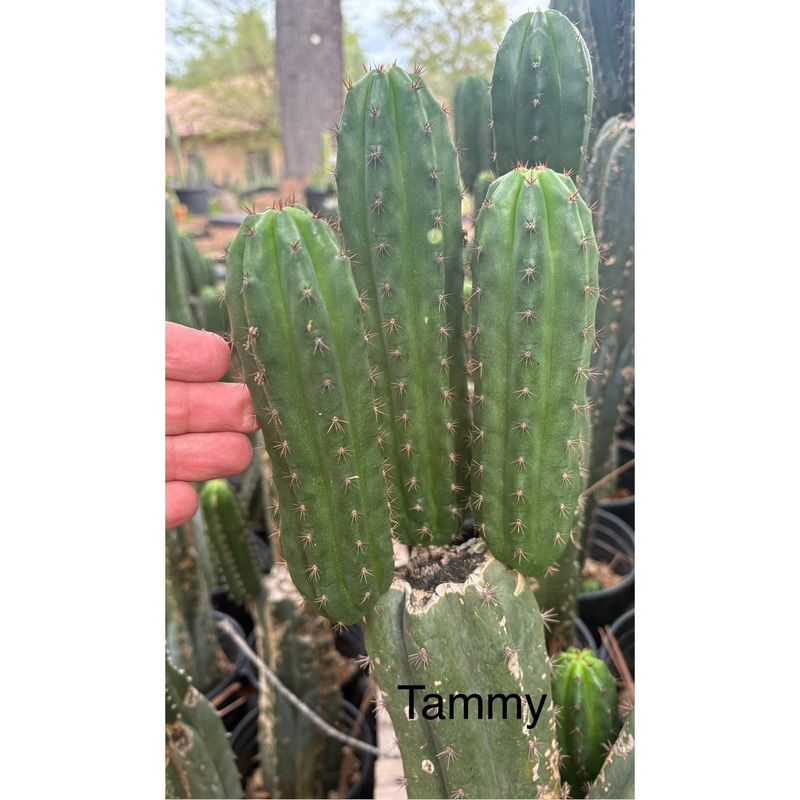 #EC317 EXACT Trichocereus Pachanoi Tammy Cutting 4-5