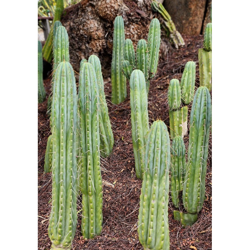 #EC32 EXACT Trichocereus Bridgesii Jada Beyond Cactus Cuttings