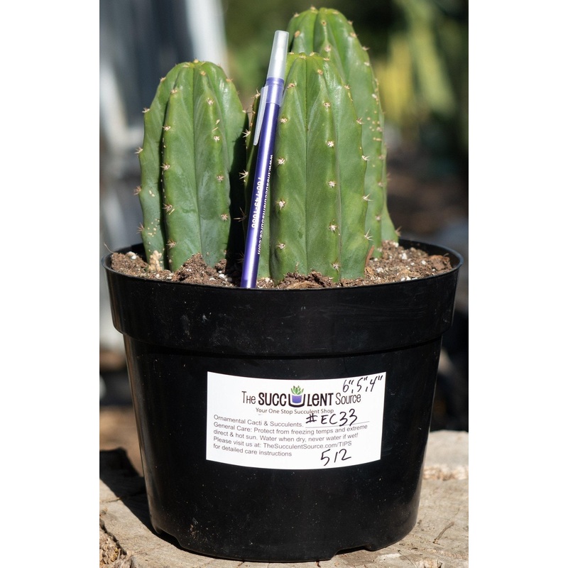 #EC33 EXACT Trichocereus Pachanoi "PC" Cactus Three Pach we choose