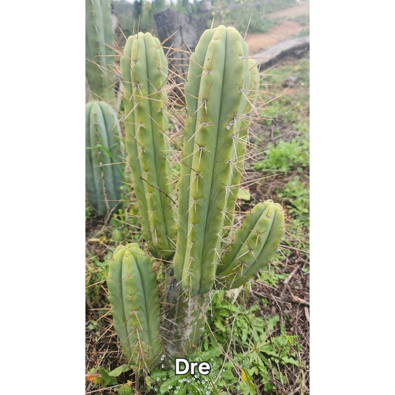 #EC50 EXACT Trichocereus Bridgesii "DRE" Cactus Cutting 10"