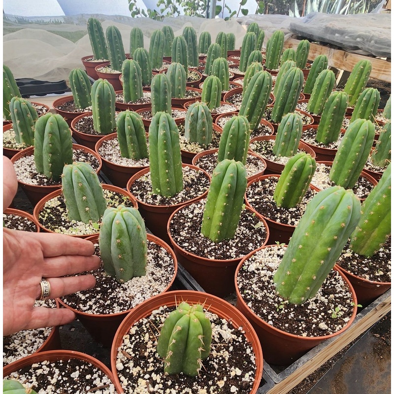 #EC67 EXACT Trichocereus Pachanoi "46"  in 6" container