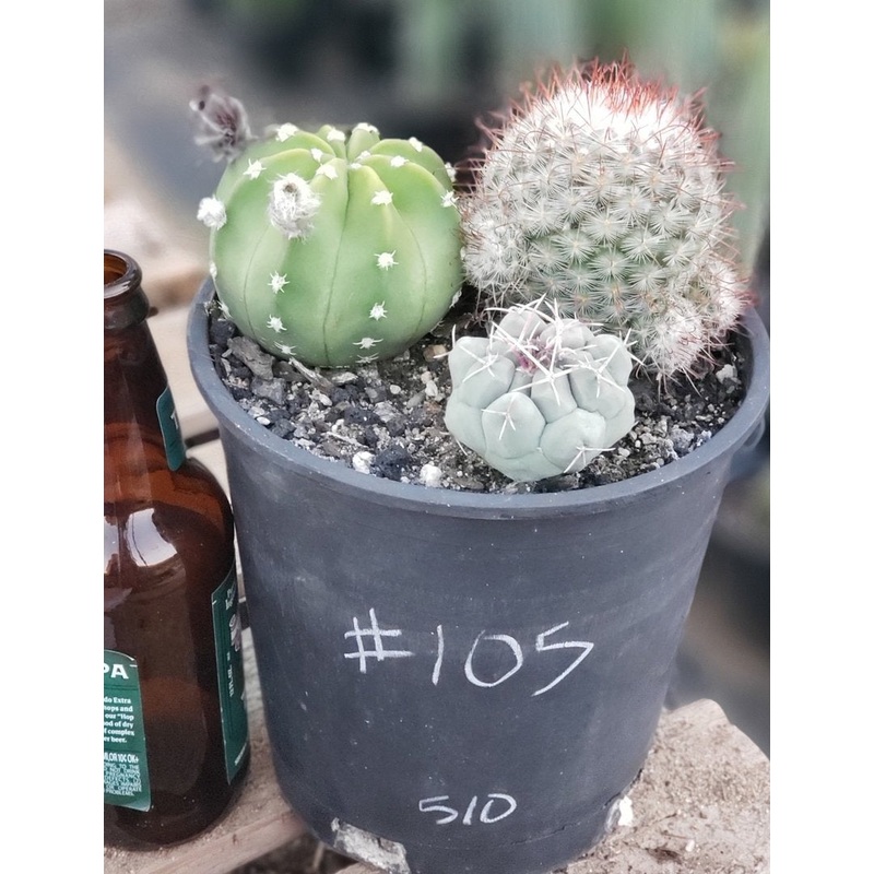 #I-105 EXACT Cactus 3 Pack