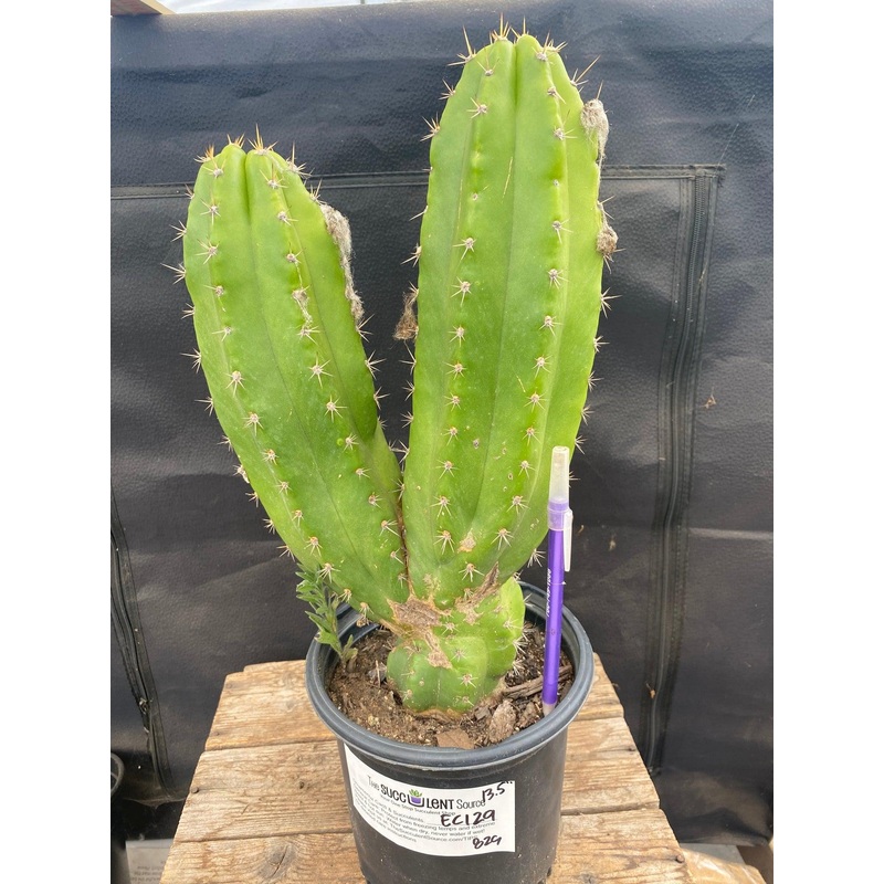 #EC129 EXACT Trichocereus Pachanoi "Jiimz Long Spine" Ornamental Cactus 13.5