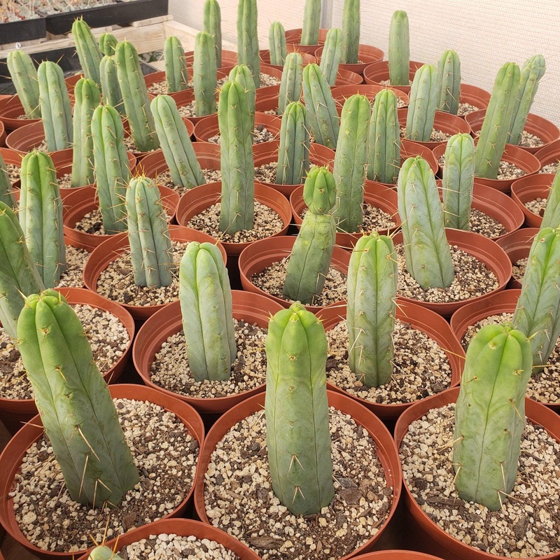 #EC134 EXACT Trichocereus Bridgesii Jiimz Cactus Potted approx. 6-8"