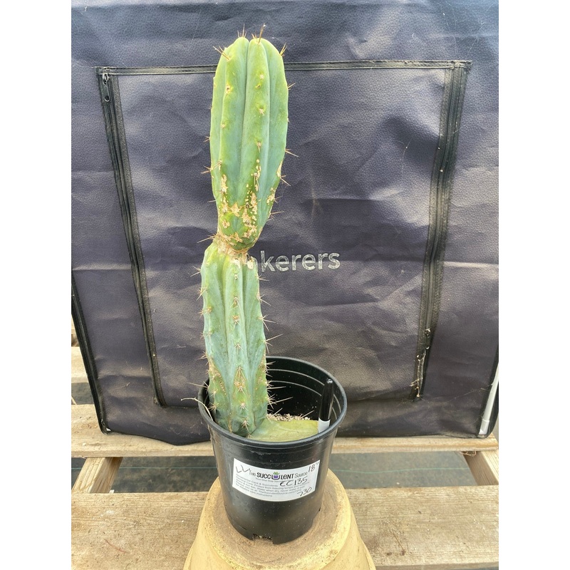 #EC135 EXACT Trichocereus Lost Label Cactus 18