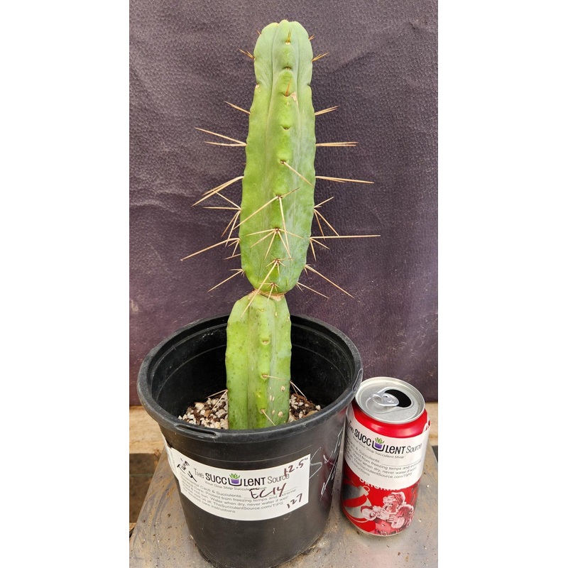 #EC14 Exact Trichocereus Bridgesii "Jiimz Twin Spine" Cactus 12.5