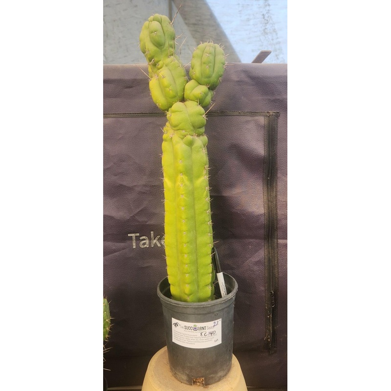 #EC140 EXACT Trichocereus Pachanoi Monstrose TPM Cactus 22