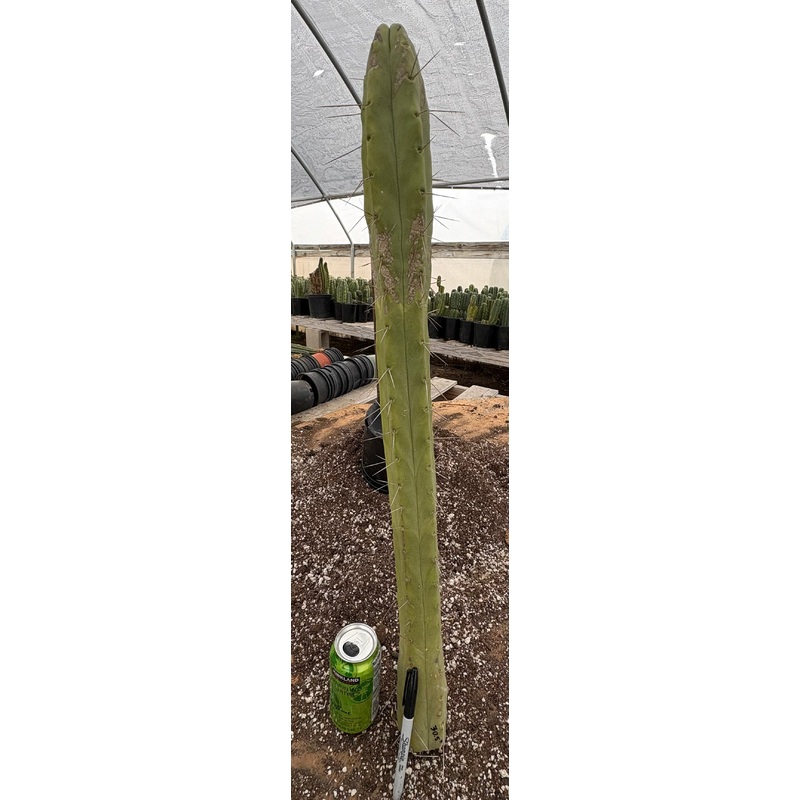 #EC147 EXACT Trichocereus Bridgesii  Jiimz Twin Spinez Cactus 30.5 Cutting